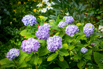 Obraz premium Beautiful, blue hydrangea bush in blossom in home garden