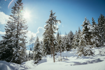 Verschneite Winterlandschaft in den Bergen, schneebedeckte Bäume 