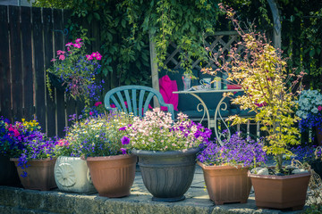 Beautiful, blue hydrangea bush in blossom in home garden