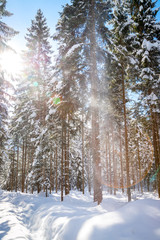 Pulverschnee rieselt von Bäumen, Winterlandschaft, Wald und Sonnenschein