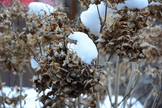 Hortensie verbl&uuml;ht im Winter mit Schnee