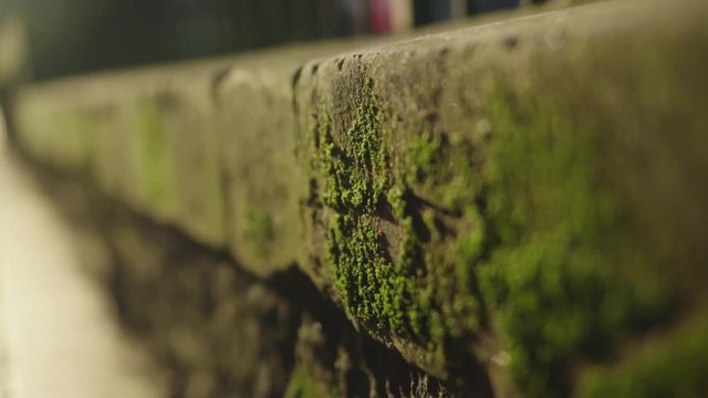 Rack focus on wall with moss and lichen
