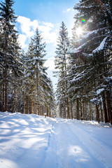 Verschneiter Winterwald in den Bergen, schneebedeckte Bäume und Sonnenstrahlen