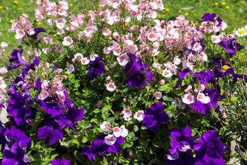 Obraz premium Beautiful Summer flowers in the big flowerpot, violet petunias, pale pink nemesies.