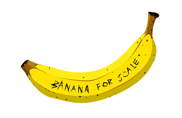Banana for scale
