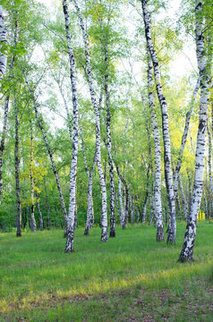 Birch grove in spring, green foliage, vertical composition