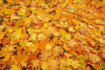 Naklejka na ściany i meble Background group autumn orange leaves. Outdoor.