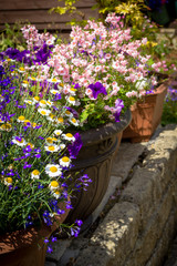 Beautiful, Summer garden with amazing blossom in big flowerpots
