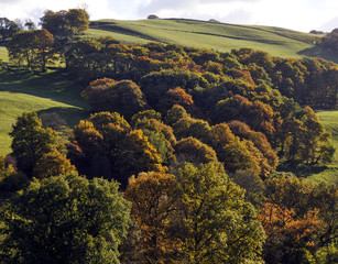 Wooded hillside, Wales, UK