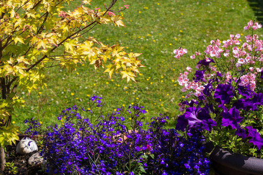 Fototapeta Beautiful, Summer garden with amazing blossom in big flowerpots