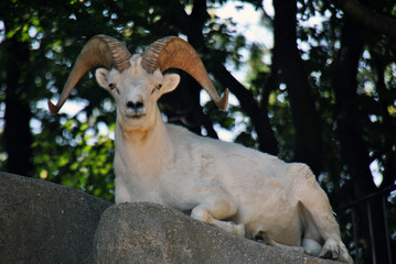 Male goat sitting on a rock looking at the camera showing off its horns