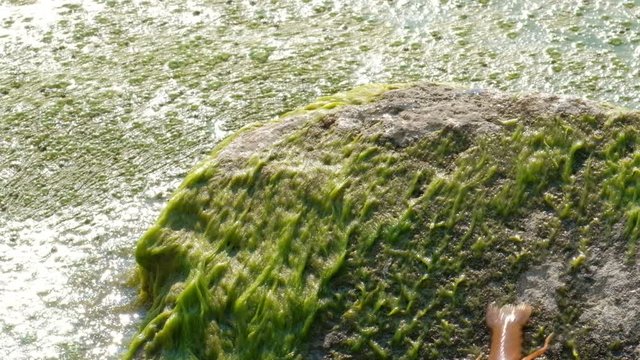 The river crayfish (Latin Astacus astacus) moves forward along a green stone covered with algae. Close-up. The concept of wildlife protection.