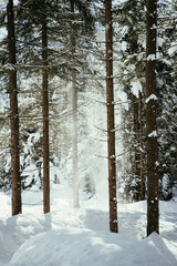 Pulverschnee rieselt von Bäumen, Winterlandschaft, Wald und Sonnenschein