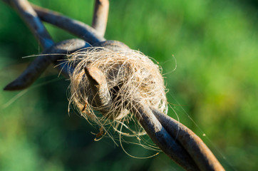 Cow hair wrapped around barbs on a wire farm fence.
