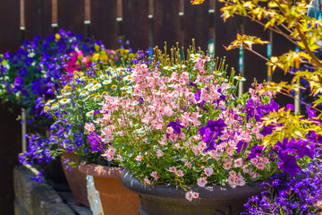Beautiful, Summer garden with amazing blossom in big flowerpots