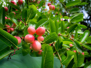 Red Christ’s Thorn Fruits Hanging