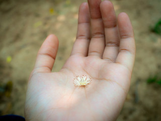 Little Forest Flower in The Hand