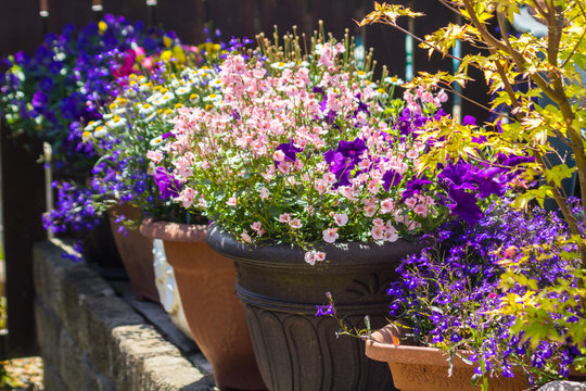 Fototapeta Beautiful, Summer garden with amazing blossom in big flowerpots