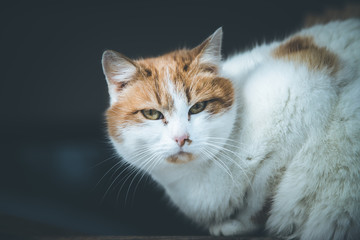Hauskatze draußen, Portrait