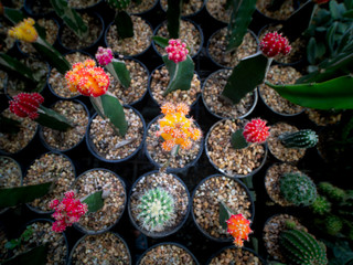Colors Cactus Blooming
