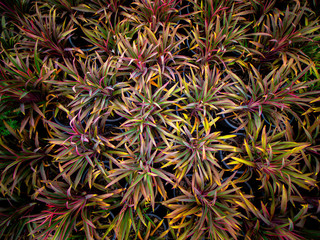 Cordyline fruticosa Growing