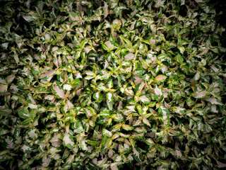 The P.kewense Leaves Growing