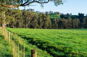 Lush green meadow of a farm outside Marysville in Australia.