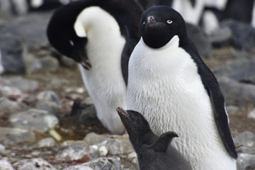 Penguins in Antarctica