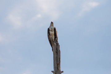 Osprey on top of a tree
