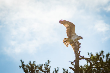 Osprey Landing on a Tree
