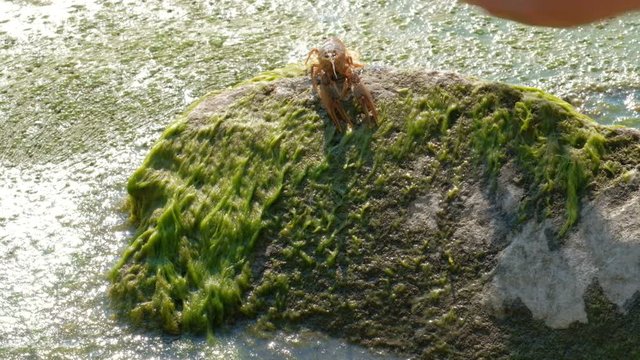 The fisherman releases to the will of the crayfish on a stone near the water with seaweed. Astacus astacus moves backwards. The concept of wildlife protection.