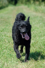 Croatian sheepdog in the game
