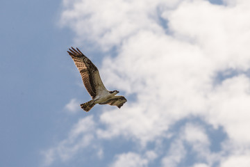 Obraz premium Osprey Soaring in the Sky