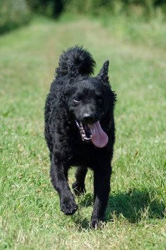 Croatian Sheepdog In The Game