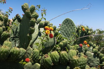 Cactus Kakteen Kreta Griechenland