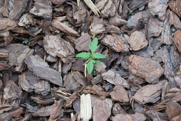 Green sprout on pieces of wooden bark