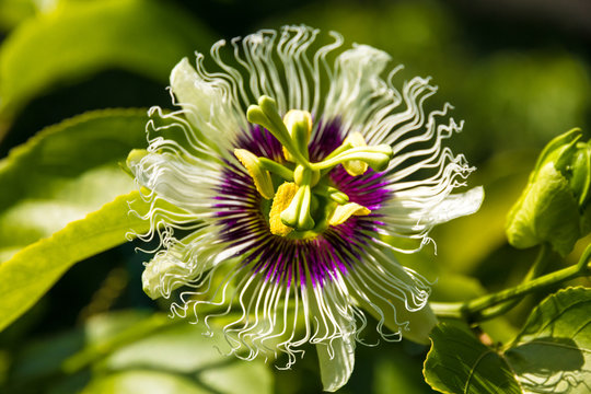 Close up of a beautiful passion flower (Passiflora edulis) cultivated in a garden in Malaysia. The base of the flower is a rich purple with 5 stamens.