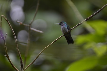 hummingbird on a branch