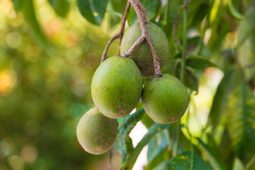 Close-up of green oval June Plums (Spondias dulcis) hanging on a tree in Malaysia. Also known as Ambarella, the fruit can be eaten raw or made into juice, preserves, jams or flavorings.
