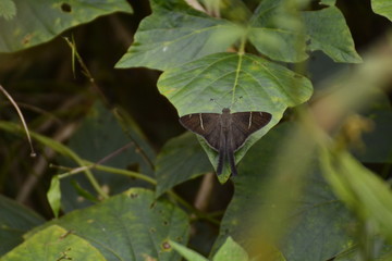 Schmetterling