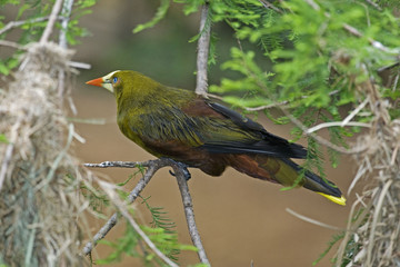 Green Oropendola, Psarocolius viridis, crouching in bush