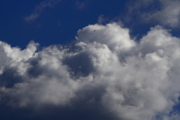 Sky with clouds and swallow, blue sky blue clouds of black swallows.