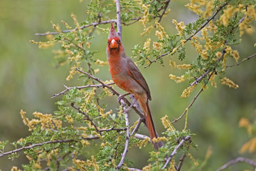 Male Pyrrhuloxia, Cardinalis sinuatus, in flowering bush