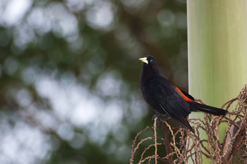Red Rumped Cacique, Cacicus haemorrhous, on fruiting tree