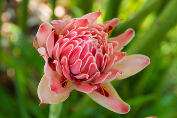 Great close up shot of a beautiful pink torch ginger flower (Etlingera elatior) blossom. This special flower is used as decoration in flower arrangements like ikebana but also in SE Asian cooking. 