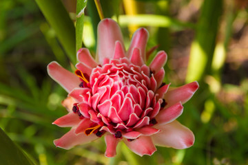 Overhead view of a beautiful pink torch ginger flower (Etlingera elatior) blossom in Malaysia. It is used as decoration and in the Japanese ikebana, but it is also used in south east Asian cooking. 