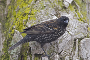 Juvenile Red Winged Blackbird, Agelaius phoeniceus,