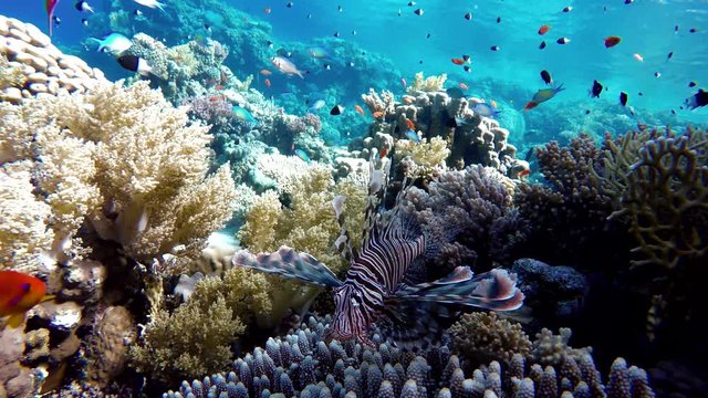 lionfish, The amazing world of a coral reef. Beautiful coral flowers and tropical fish.