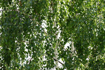 Birch in summer is very hot and very sunny.