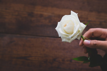 Obraz premium Hand holding beautiful white rose on wooden background